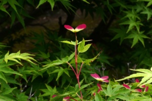 P1001235
